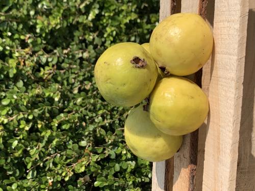 Guayaba, 1/2 Kilo.
