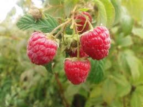 Frambuesa fresca, 180 g. +- 