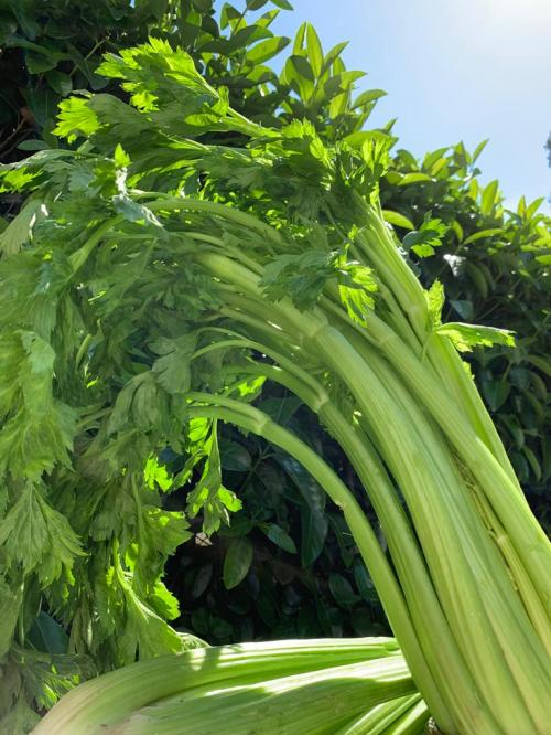 Espárragos, 1 mazo 1/2 kilo.