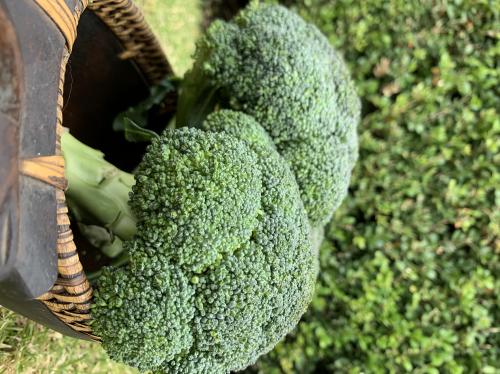 Brocoli Prime, 450 g.