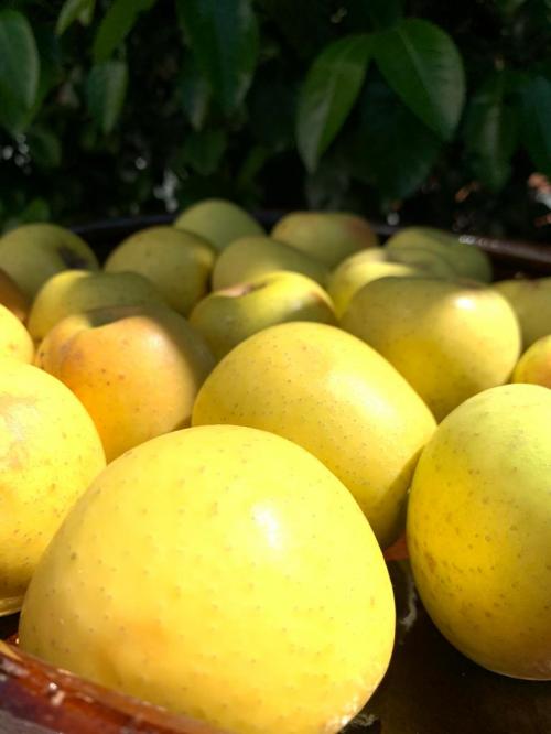 Manzana Chihuahua Golden / 1/2 Kg.