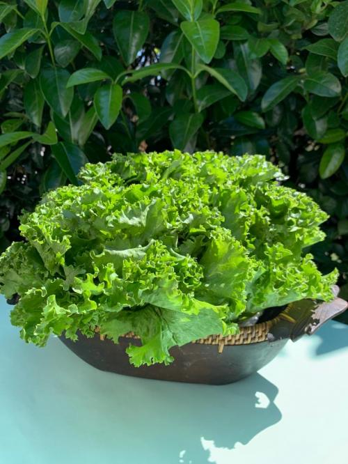 Lechuga italiana, 1 pieza